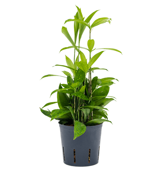 Dracena surculosa 2DRSEBP20