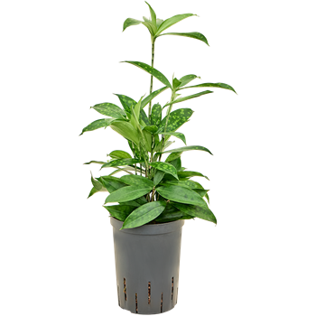 Dracena surculosa 1DRSEBP10