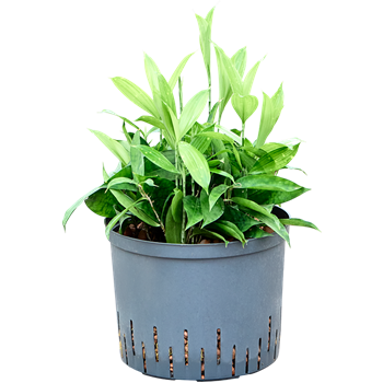 Dracena surculosa 1DRSEBP27