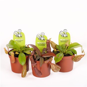 Nepenthes mix 10cm 8.5cm Q5468