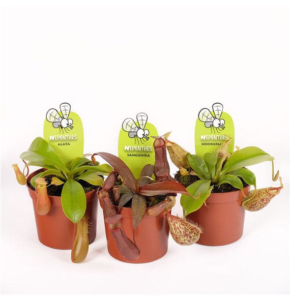 Nepenthes mix 10cm 8.5cm Q5468