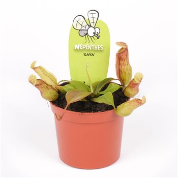 Nepenthes gaya 10cm 8.5cm Q5471