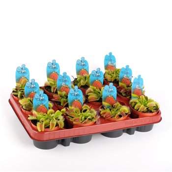 Dionaea muscipula 10cm 8.5cm Q5496