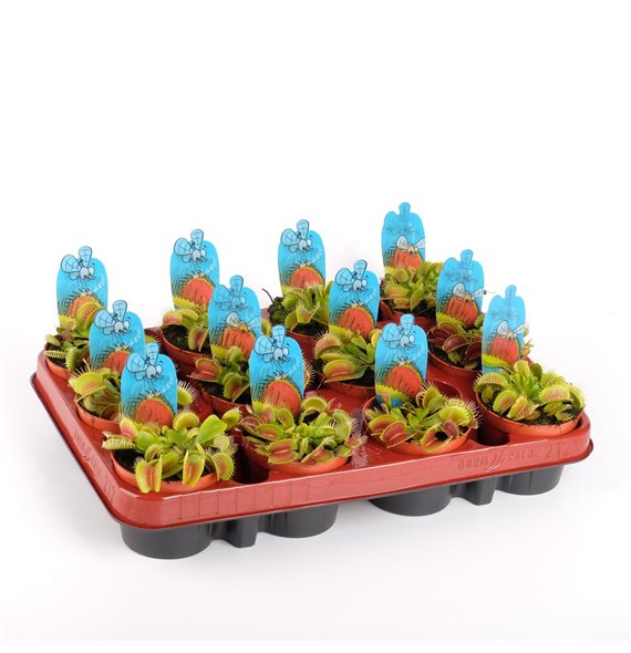 Dionaea muscipula 10cm 8.5cm Q5496