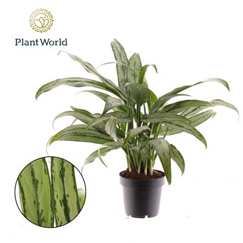 Aglaonema cutlass Cutlass 2 pp 40cm 12cm Q111