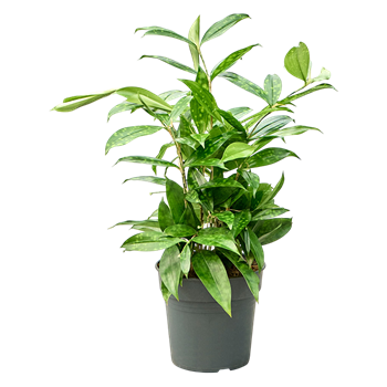 Dracena surculosa (40-60) 4DRSUBU55