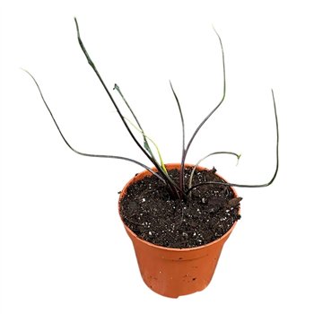 Alokazija alocasia flying squid 1 pp 10cm 8cm Q166