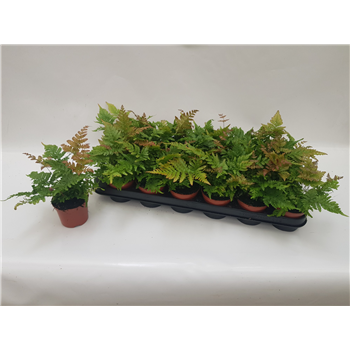 Dryopteris erythrosora F00004538