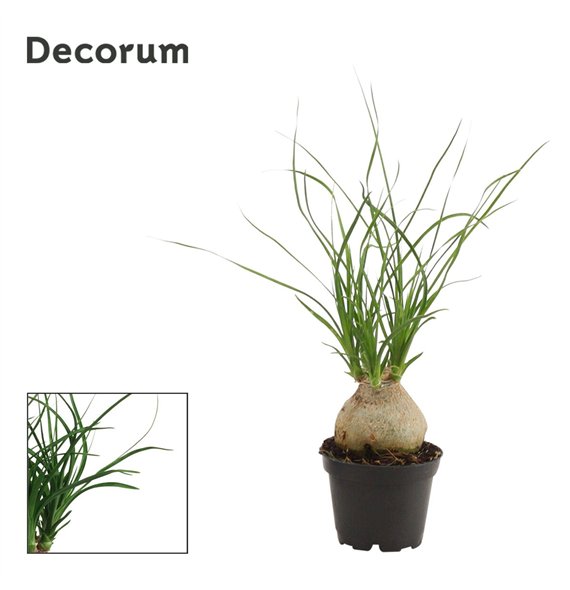 Nolina Beaucarnea recurvata bulb 6cm Decorum 20cm 6cm Q780