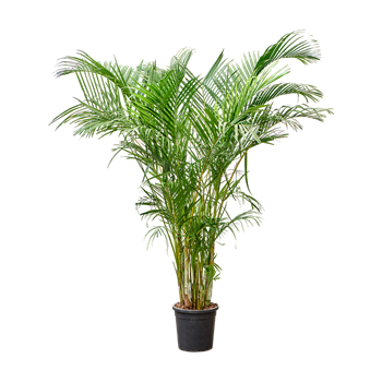 Palma Dypsis (Areca) lutescens 4CHLUB001