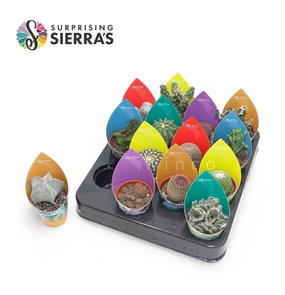 Kaktus mix Surprise® - Mix (Exclusive) 12cm 5.5cm Q894