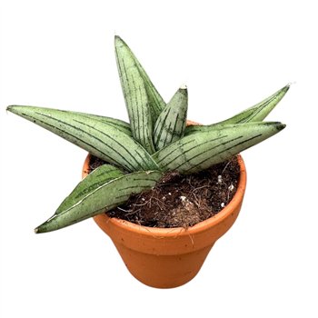 Taščin jezik - Sanseveria Rookie 1 pp 15cm 8cm Q1081