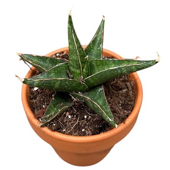 Taščin jezik - Sanseveria Prabu 1 pp 15cm 8cm Q1082