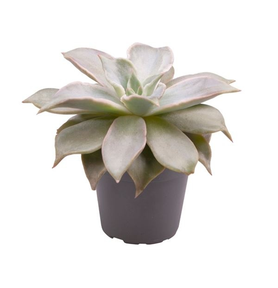Echeveria 'Madiba' F00004990