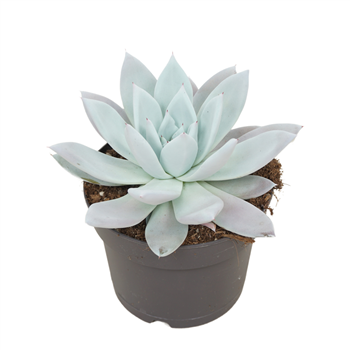 Echeveria 'Mexican Giant' F00001374