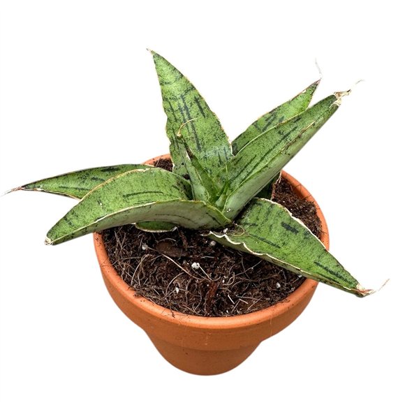 Taščin jezik - Sanseveria Snowflake 1 pp 15cm 8cm Q1087