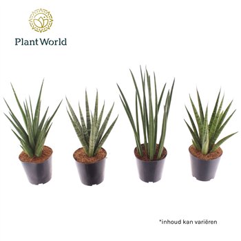 Taščin jezik - Sanseveria cylindrica mix basic 30cm 12cm Q1144