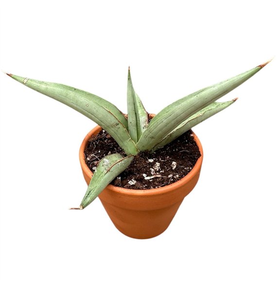 Taščin jezik - Sanseveria Swan Dancer 1 pp 15cm 8cm Q1151