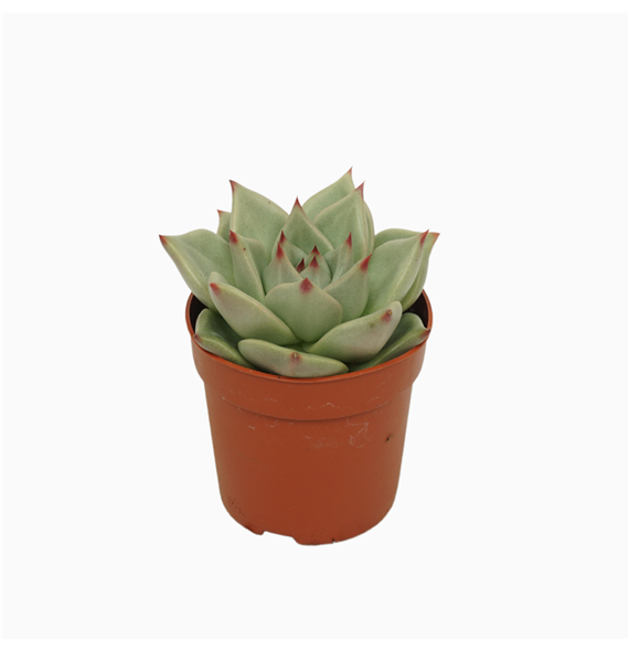 Echeveria 'Sirius' F00001839