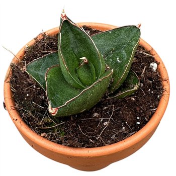 Taščin jezik - Sanseveria Opera House 1 pp 15cm 8cm Q1153