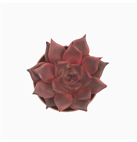 Echeveria 'Taurus' F00001840