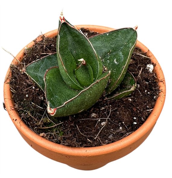 Taščin jezik - Sanseveria Opera House 1 pp 15cm 8cm Q1153