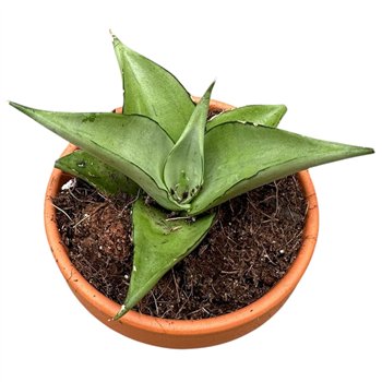 Taščin jezik - Sanseveria Manee Thawee 1 pp 15cm 8cm Q1154