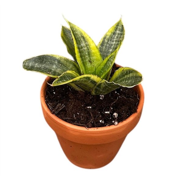 Taščin jezik - Sanseveria Gabriella Aurea 1 pp 15cm 8cm Q1155