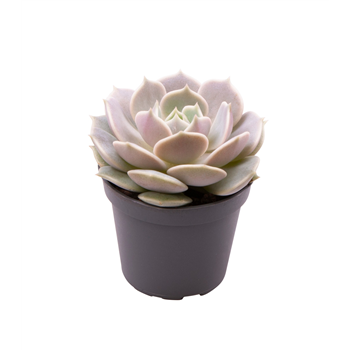 Echeveria Lola F00001028