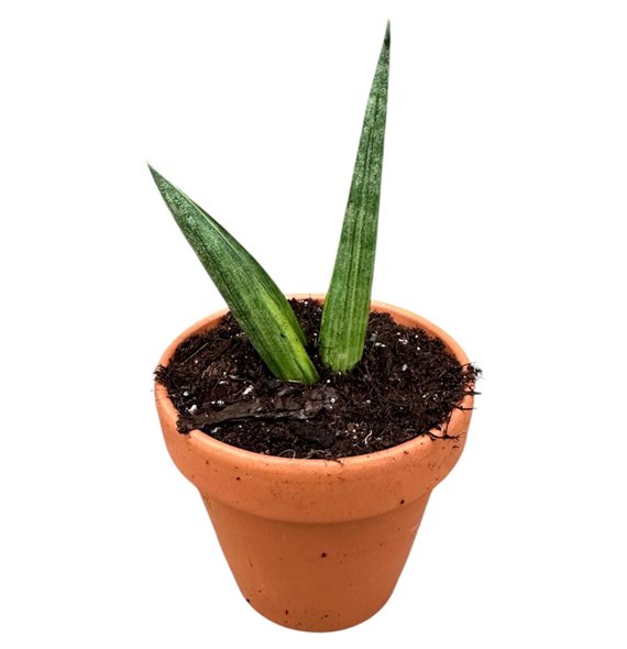 Taščin jezik - Sanseveria Boncel Variegata 1 pp 15cm 8cm Q1158