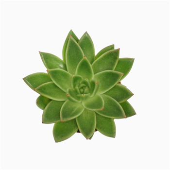 Echeveria agavoides F00002642