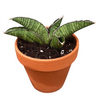 Taščin jezik - Sanseveria Marscha Anjani 1 pp 15cm 8cm Q1161