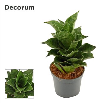 Taščin jezik - Sanseveria Mahanakorn 6cm Decorum 14cm 6cm Q1170