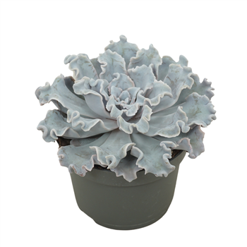 Echeveria crispy beauty F00001355