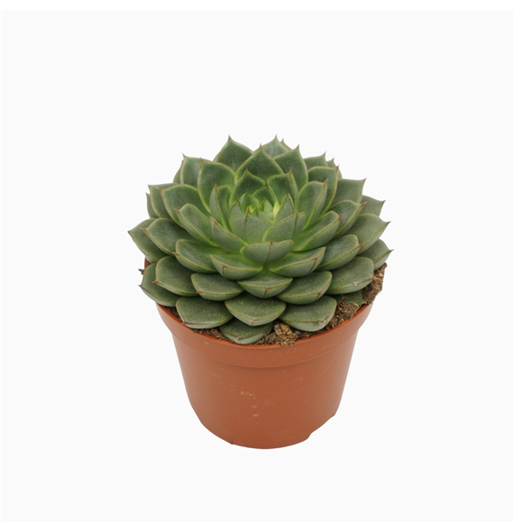 Echeveria fabiola F00001850