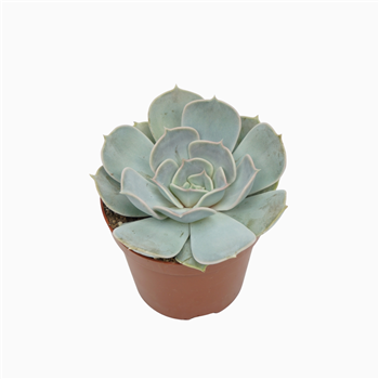 Echeveria lilacina F00001852