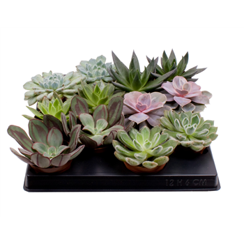 Echeveria mix F00001010