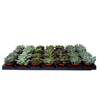 Echeveria mix F00001992
