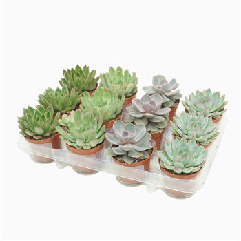 Echeveria mix F00001385