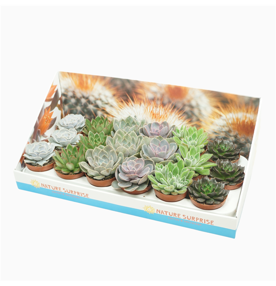 Echeveria mix F00001384