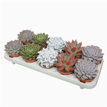 Echeveria mix F00001644