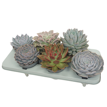 Echeveria mix F00001645