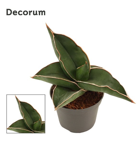 Taščin jezik - Sanseveria ehrenbergii samurai 6cm Decorum 14cm 6cm Q1331