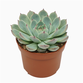 Echeveria parva lindsayana F00001330