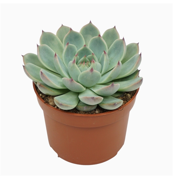Echeveria parva lindsayana F00001330