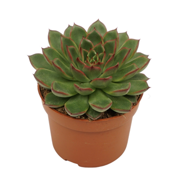 Echeveria skat F00001336