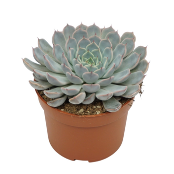 Echeveria texensis rosa F00001339