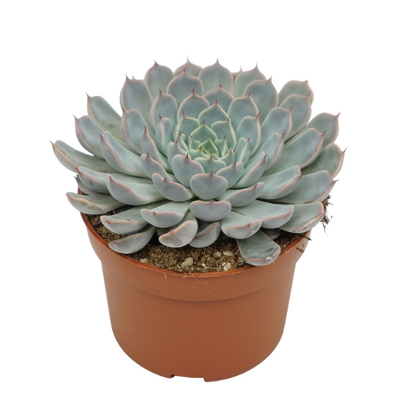 Echeveria texensis rosa F00001339