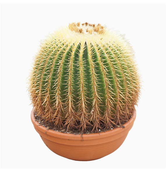 Echinocactus grusonii F00002667