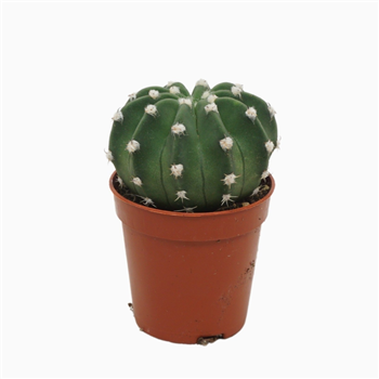 Echinopsis oxygona F00001448